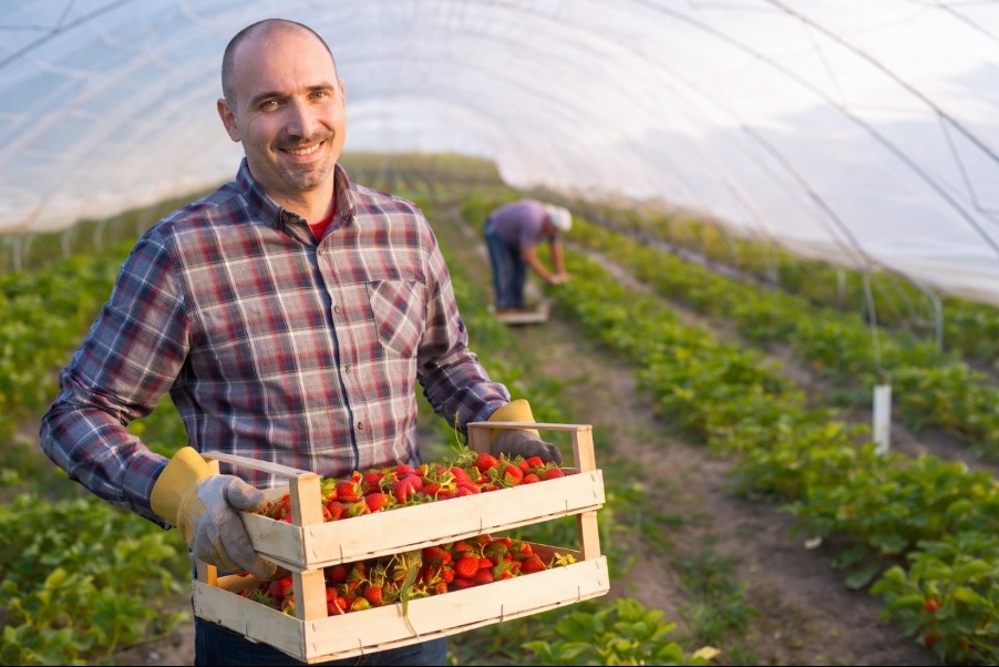 Dibba Fruit Farm